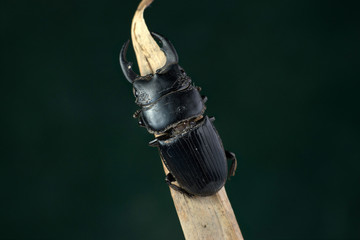 Stag beetle Dry leaf
