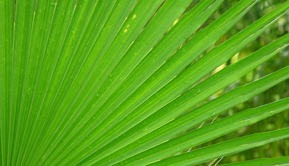 Texture of Green palm Leaf