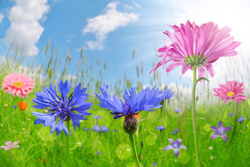 Colorful flowers in the meadow. Summer season.