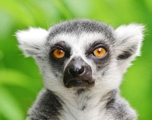 Portrait of a ring-tailed lemur (Lemur catta)