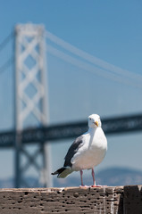 seagull at port of San Francisco, California, USA
