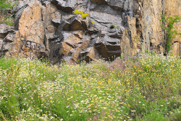 Meadow of camomile flowers near the rock