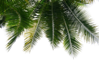 Fototapeta na wymiar Leaves of palm tree on white background