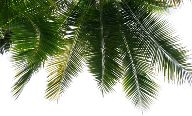 Gartenposter Palme Leaves of palm tree on white background  © pimonpim