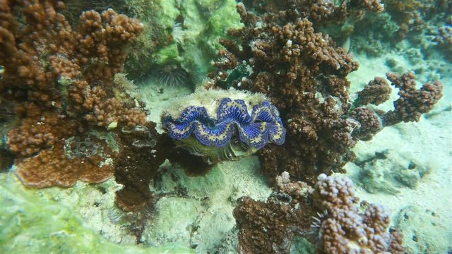 Sea life, a blue maxima clam, Tridacna maxima, on the ocean floor, Pacific, Huahine, French polynesia
