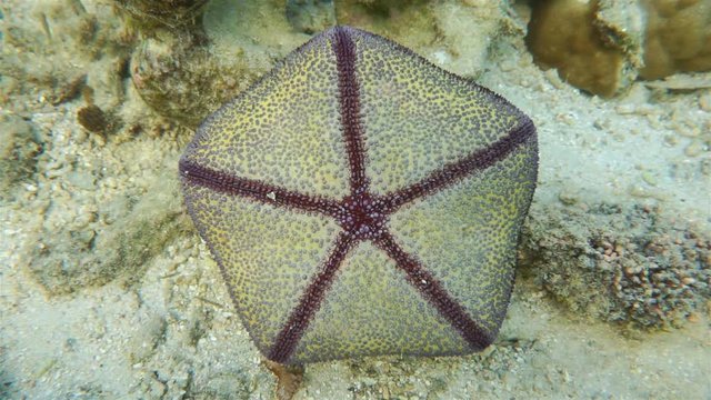 Bottom part of starfish cushion star, Culcita novaeguineae, underwater on the ocean floor, Huahine, Pacific ocean, French Polynesia
