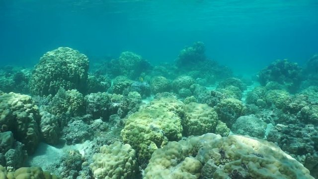 Underwater scene, coral reef on shallow ocean floor with massive lobe coral, Porites lobata, lagoon of Huahine island, Pacific ocean, French Polynesia
