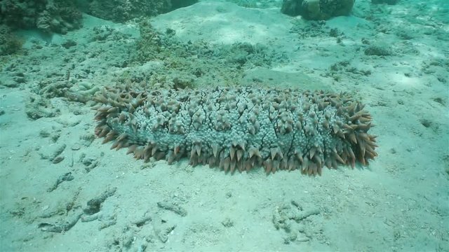 Underwater marine life, a pineapple sea cucumber, Thelenota ananas, on sandy seabed, Pacific ocean, French polynesia
