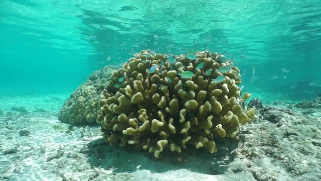 Underwater scene in shallow water, cauliflower coral with blue-green chromis fish, Huahine lagoon, Pacific ocean, French Polynesia
