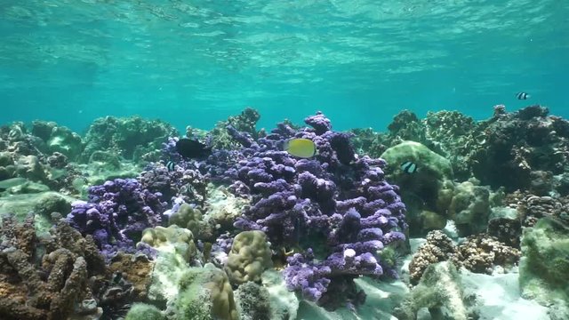 Underwater on a shallow stony coral reef in the lagoon with purple Montipora coral and some tropical fish, Pacific ocean, Huahine island, French Polynesia
