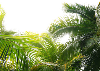 Obraz na płótnie Canvas Palm tree branch against the light on the tropical beach.