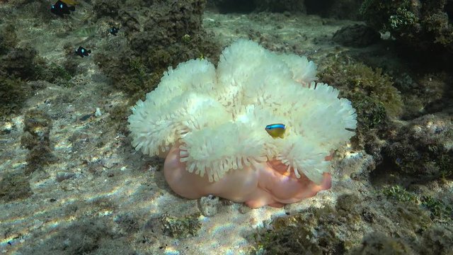 A Magnificent sea anemone, Heteractis magnifica, in shallow water of the lagoon of Bora Bora, Pacific ocean, French Polynesia
