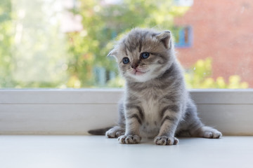 Beautiful little tabby kitten on window sill. Scottish Fold breed. © Julia Mashkova