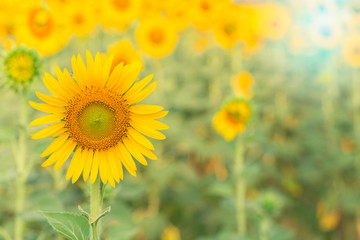 Sun flower the sign of hope for your success concept background.