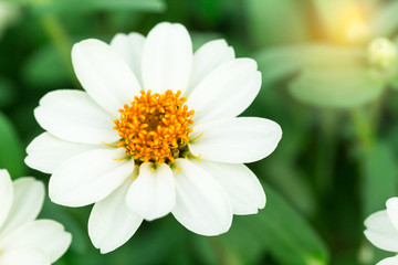Single white flower with a copy space.