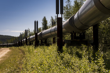 Trans-Alaska oil pipeline in the summer.