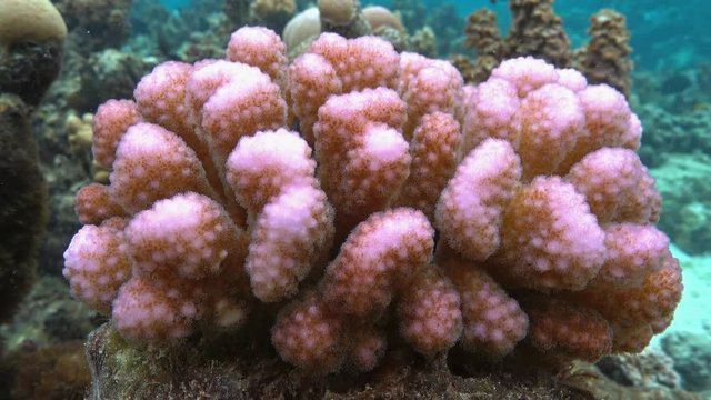 Close up of pink Pocillopora cauliflower coral underwater, Tahiti, Pacific ocean, French Polynesia
