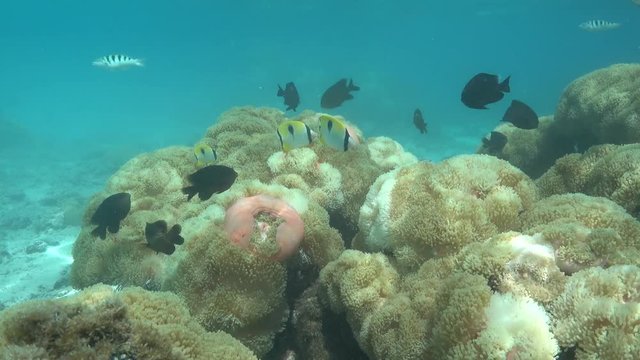 Sea anemones Heteractis magnifica with tropical fishes underwater, Pacific ocean, Moorea island, French Polynesia
