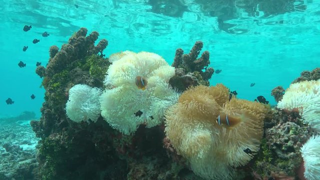 Sea anemones with tropical fish (anemonefish and damselfish) in shallow water, Tahiti island, Pacific ocean, French Polynesia
