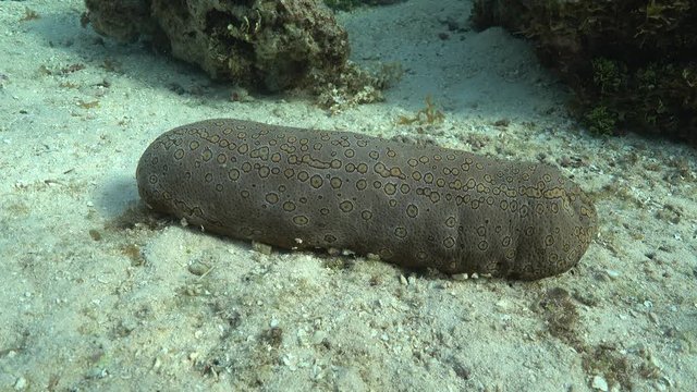 A leopard sea cucumber underwater animal, Bohadschia argus, on the ocean floor, Tahiti, Pacific ocean, French polynesia
