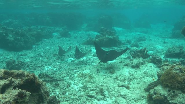 Underwater scene, three spotted eagle rays in shallow water of the lagoon of Huahine island , Pacific ocean, French Polynesia
