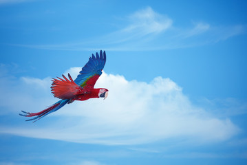 Colorful ara macaw flying in cloudy sky © mbolina