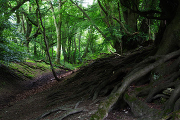 Fototapety na wymiar - Fototapeta24.pl