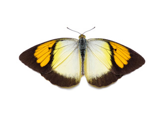 Butterfly isolated on white background