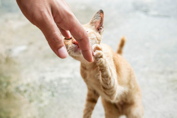 Playing with a little cat by hand