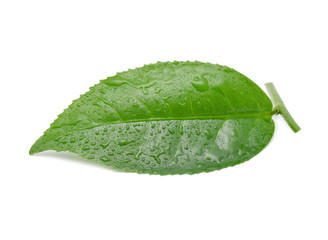 Fototapeta na wymiar Green tea leaf with drops of water on white background.