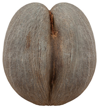 coco-de-mer des Seychelles, fond blanc