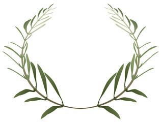 couronne d'olivier, fond blanc