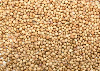 Coriander seeds background