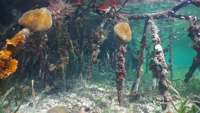 Underwater ecosystem, roots of red mangrove trees partially covered by marine life with fish in background, Caribbean sea, Central America
