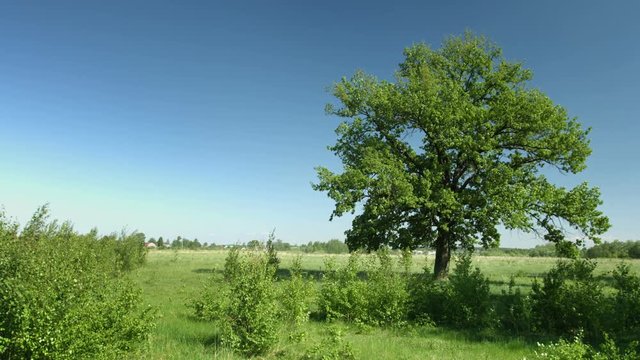 Video UltraHD - Lone oak tree with leaves fluttering in a refreshing summer breeze in a natural, grassy meadow under a blue sky.