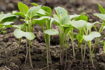 the cabbage sprout