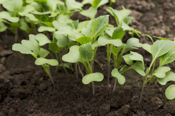 the cabbage sprout