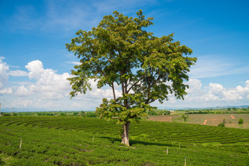 The lonely tree in tea plantation of Chiangrai the northern province in Thailand.