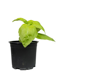 basil pot, isolated , herb