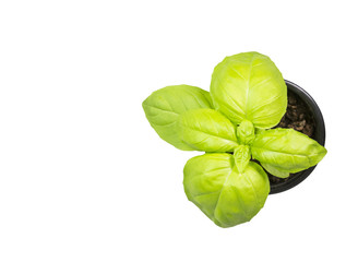 basil pot, isolated , herb