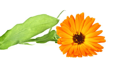 Calendula. Marigold flower with leaves isolated on a white backg