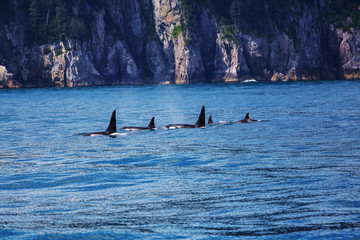 Fototapeta premium Orca