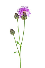Purple Cornflower - Centaurea on a white background
