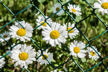 Wild chamomile flowers behind bars