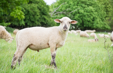Naklejka na ściany i meble Young sheep in nature, on meadow. Farming outdoor.