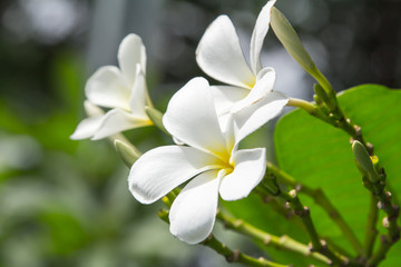 Obraz na płótnie Canvas White frangipani flowers.