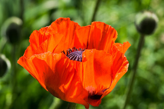 Red poppies, close up shot