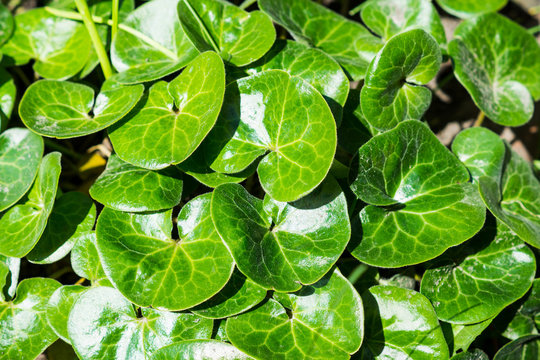 Green leaves of asarabacca (Asarum europaeum)