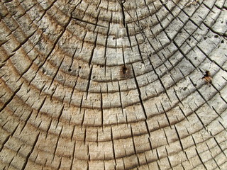 Tree Stump Texture