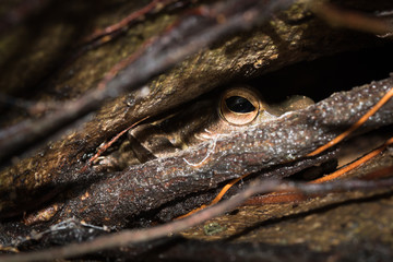 This is a photo of one kind of polypedatid, was taken in XiaMen exhibition garden, China.